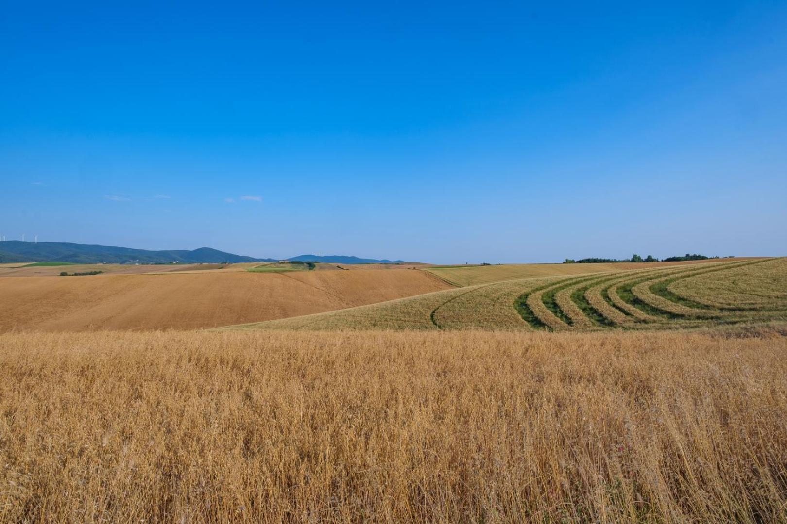 Villa Di Campagna 10 Posti Con Piscina Privata Castellina Marittima Zewnętrze zdjęcie
